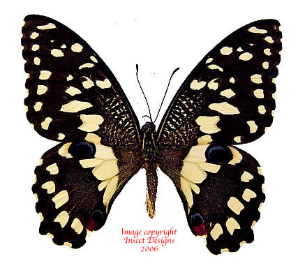 Papilio demoleus libanius (Philippines)