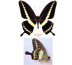 Papilio demolion (Java)