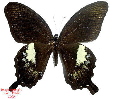 Papilio fuscus (Indonesia)