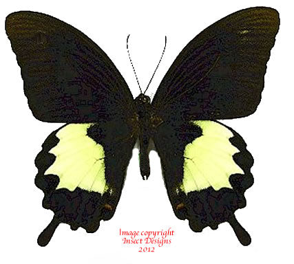 Papilio albinus (Arfak)