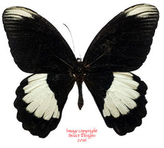 Papilio ambrax (Arfak)