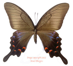 Papilio bianor (Japan) - female
