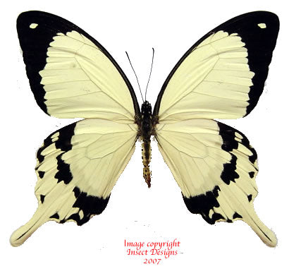 Papilio dardanus (Cameroon) A2