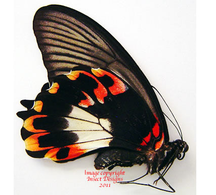 Papilio deiphobus deiphobus (Seram) - female