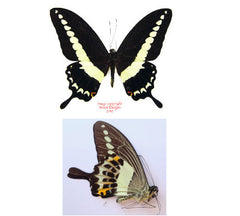 Papilio demolion (Malaysia)