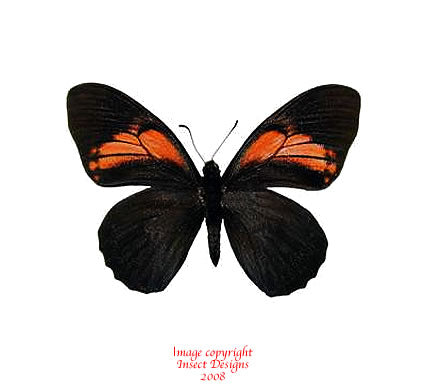 Papilio euterpinus (Peru)