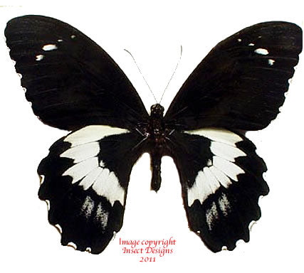 Papilio gambrisius (Seram)