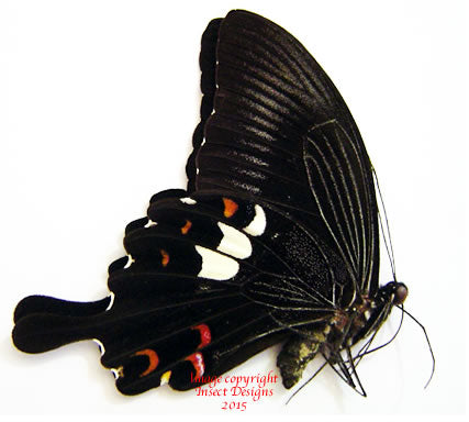 Papilio helenus (Philippines)