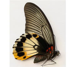 Papilio memnon (Seram) - female
