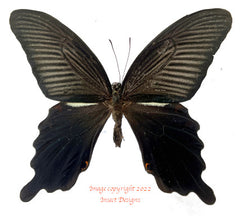 Papilio protenor (Japan)