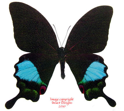 Achilles karna iruana (Philippines)