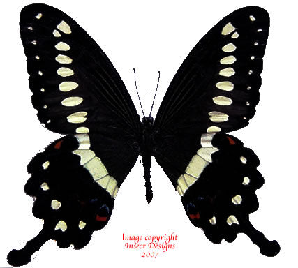 Papilio lormieri (Cameroon) A-/A2