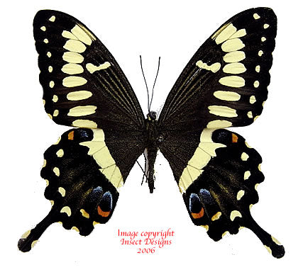 Papilio ophidicephalus (Tanzania)
