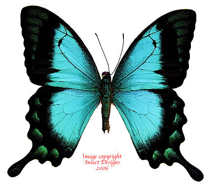 Papilio lorquinianus albertisi (Arfak)
