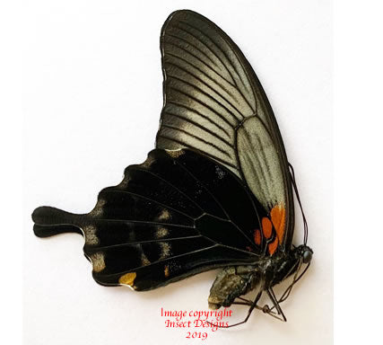 Papilio memnon lowi (Philippines) - female