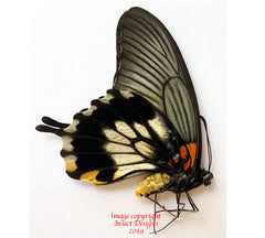 Papilio memnon lowi (Philippines) - female