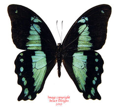 Papilio nireus (Tanzania) A-