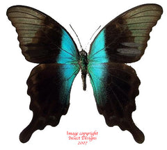Papilio peranthus adamantius (Sulawesi) A2