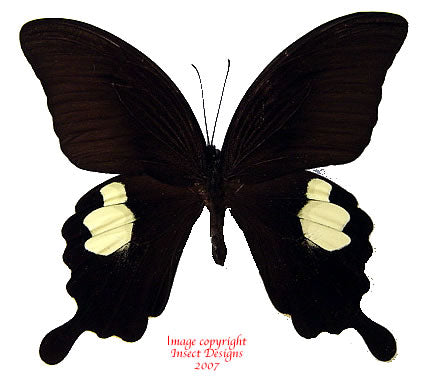 Papilio sataspes sataspes (Sulawesi)