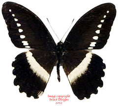 Papilio sjoestedti (Tanzania) A-