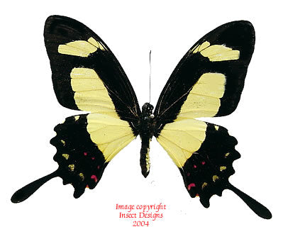 Heraclides torquatus (Peru) - male