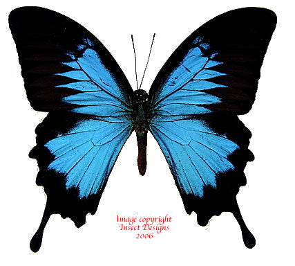 Papilio ulysses ulysses (Seram) - male A-