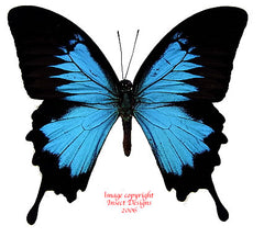Papilio ulysses ulysses (Seram) - female