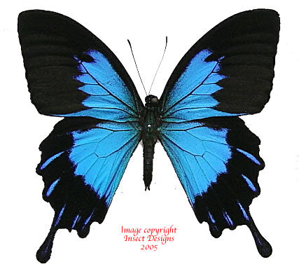 Papilio ulysses telegonus (Bacan)