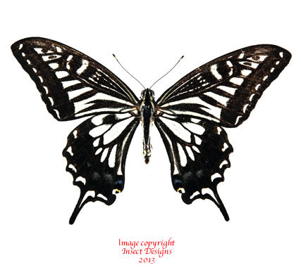 Papilio xuthus (Japan) A-