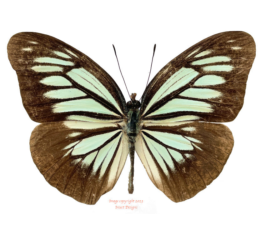 Pareronia valeria (Philippines)