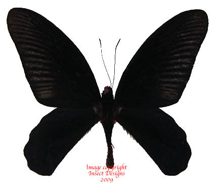 Atrophaneura varuna varuna (Malaysia)