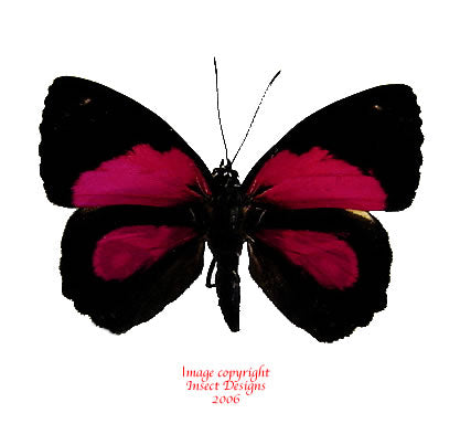 Paulogramma peristera (Peru)