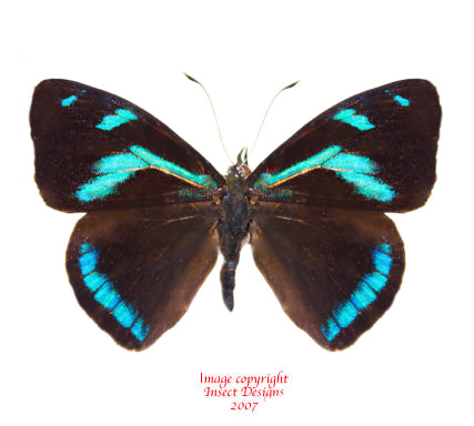Perisama humboldtii (Peru)