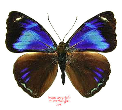 Perisama philinus (Peru)