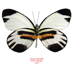 Perrhybris pamela (Peru)