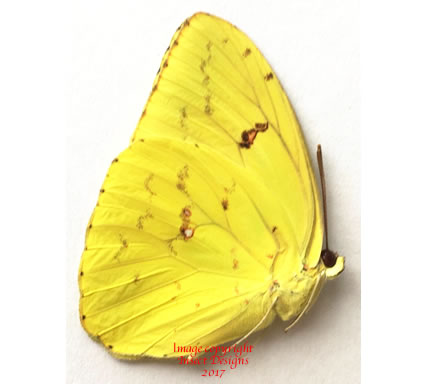 Phoebis sennae (Colombia)