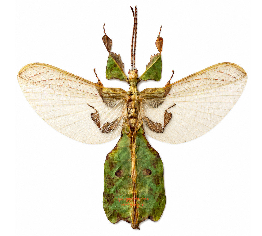 Phyllium bioculatum (Java)