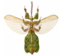 Phyllium bioculatum (Java)