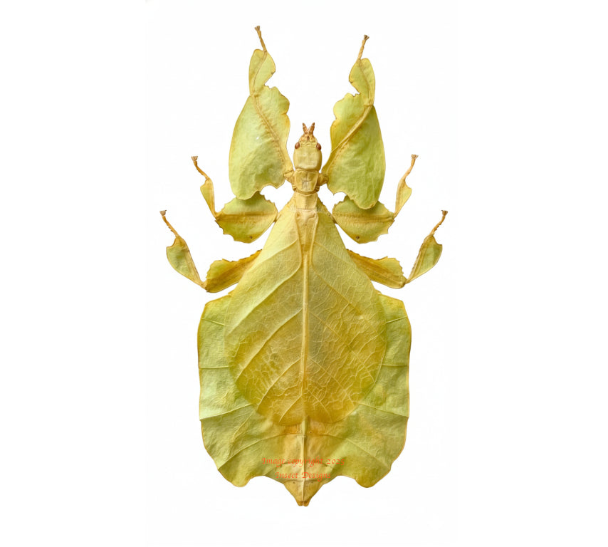 Phyllium pulchrifolium (Java) - yellow