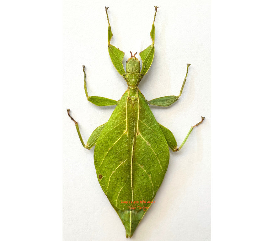 Java Leaf Insects Phyllium jacobsoni (Java) - quality dried beetles for sale – Insect Designs