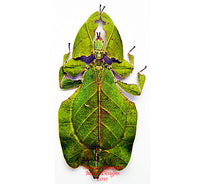 Insect specimens at Insect Designs - Leaf Insects