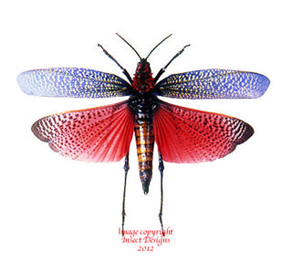 Dried insects at Insect Designs - Grasshoppers, Leaf Hoppers, Katydids