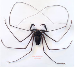 Phyrna grossetaitai (Peru)