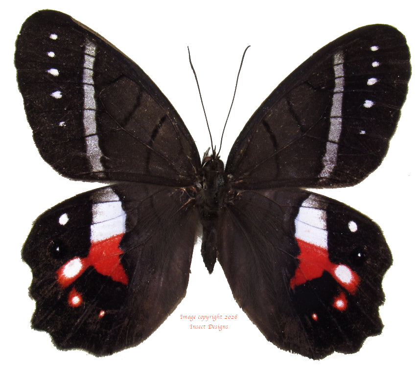 Pierella helvina  (Ecuador)