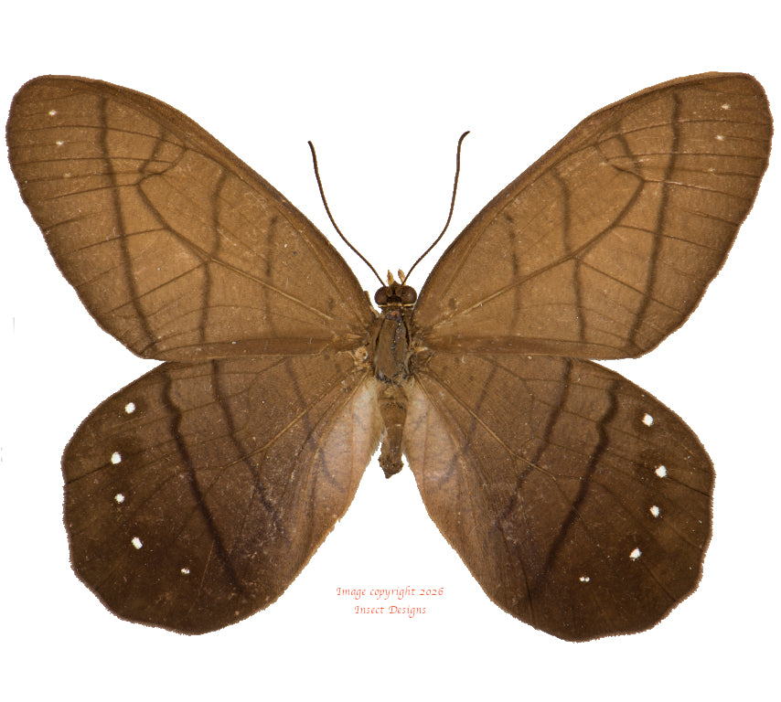Pierella lamia (Ecuador)