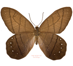 Pierella lamia (Ecuador)