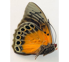 Agrias beatifica x Prepona dexamenes hybird (Peru) A-