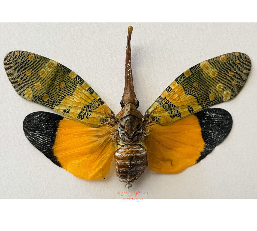 Pyrops candelaria (Thailand) - quality dried insects for sale – Insect ...