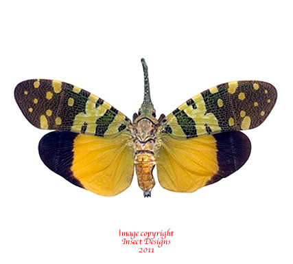 Pyrops viridostris (Thailand)