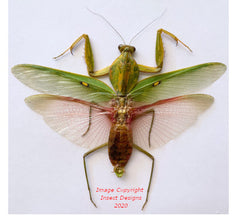 Rhomborrdena basalis (Malaysia)